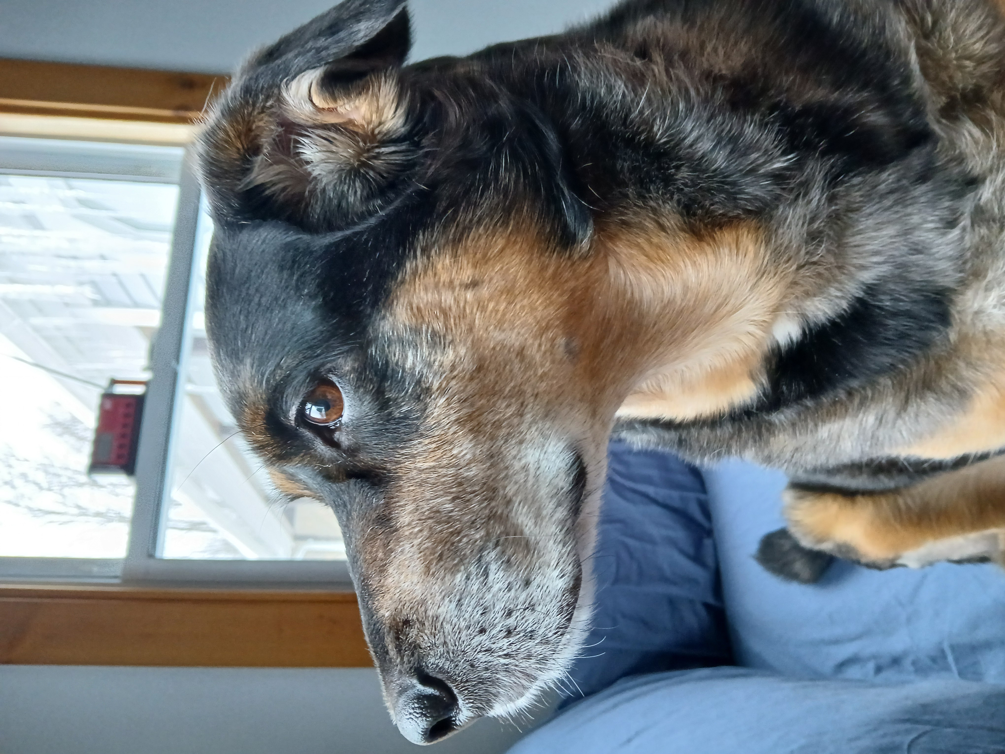Trixie the Australian Cattle Dog mix